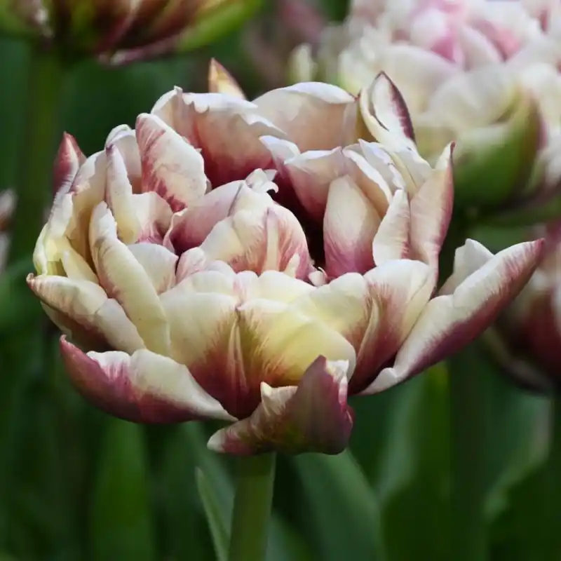 Superprijs | Tulipa ‘Wyndham‘