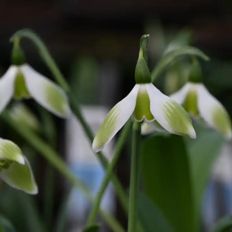 Galanthus ‘Kryptonite‘ | Topkwaliteit