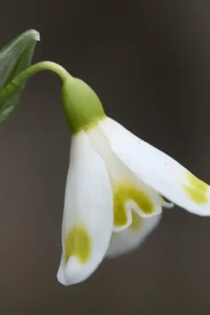 Aanbieding - Galanthus ‘Midas‘