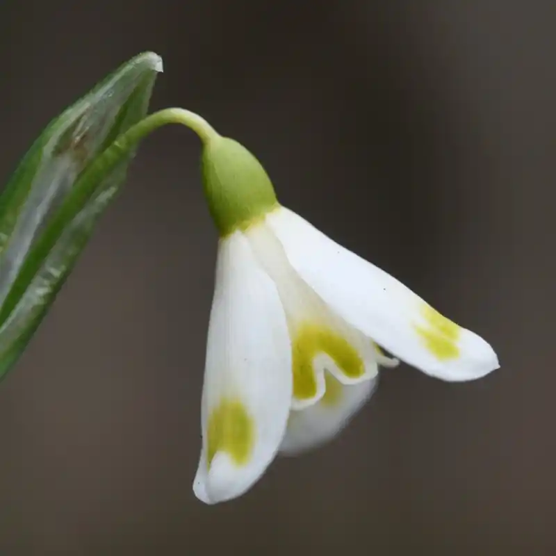 Aanbieding - Galanthus ‘Midas‘