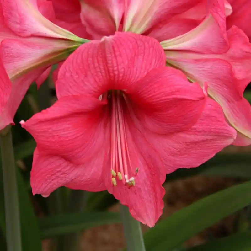 Laatste kans - Hippeastrum ‘Pink Surprise‘