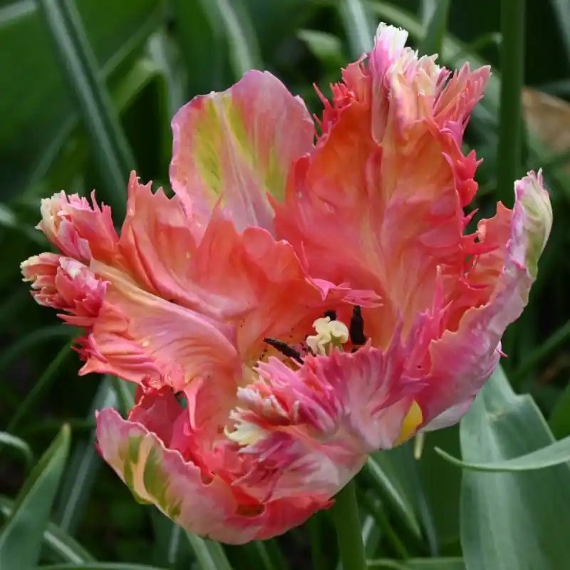 Deal - Tulipa ‘Apricot Parrot‘