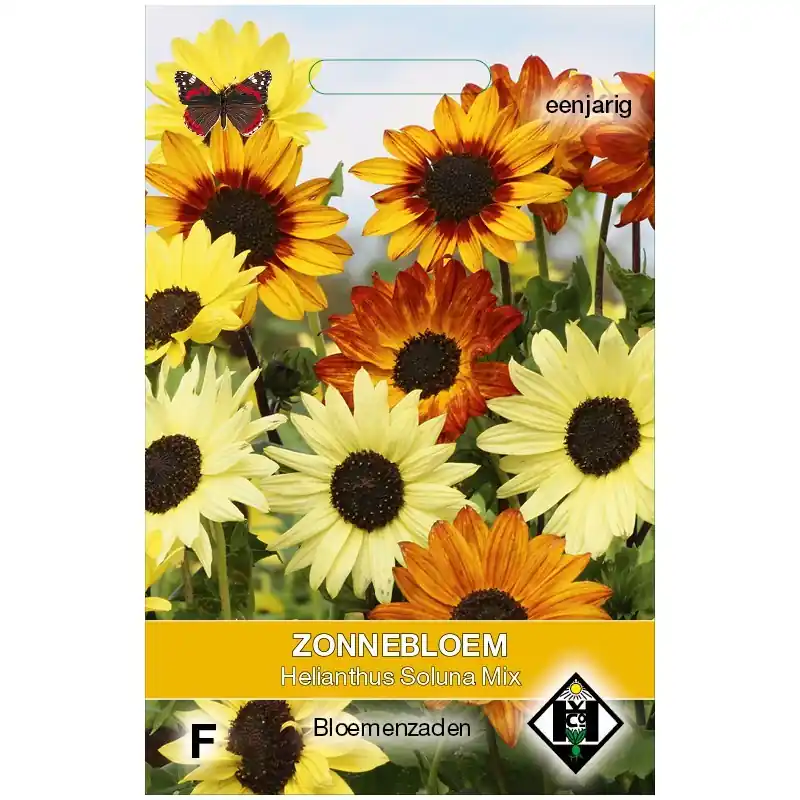 Helianthus debilis ‘Soluna Mix‘ -zaden- - Spoedlevering