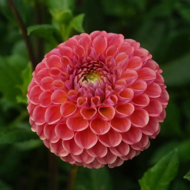 Nieuw product | Dahlia ‘Caitlin‘s Joy‘