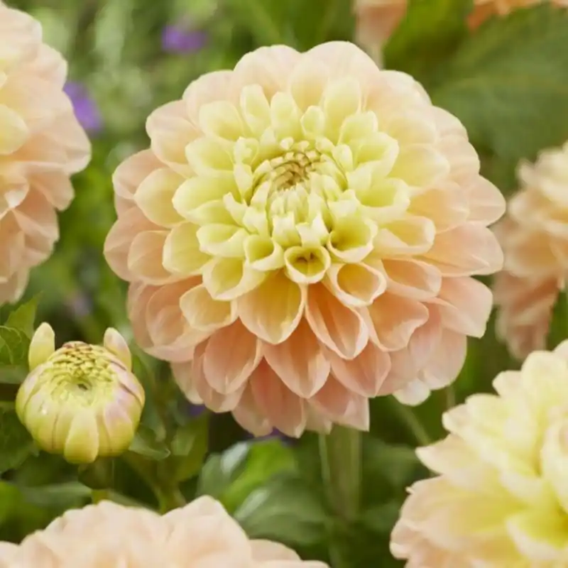 Dahlia ‘Honey Dew‘ - Professionele kwaliteit
