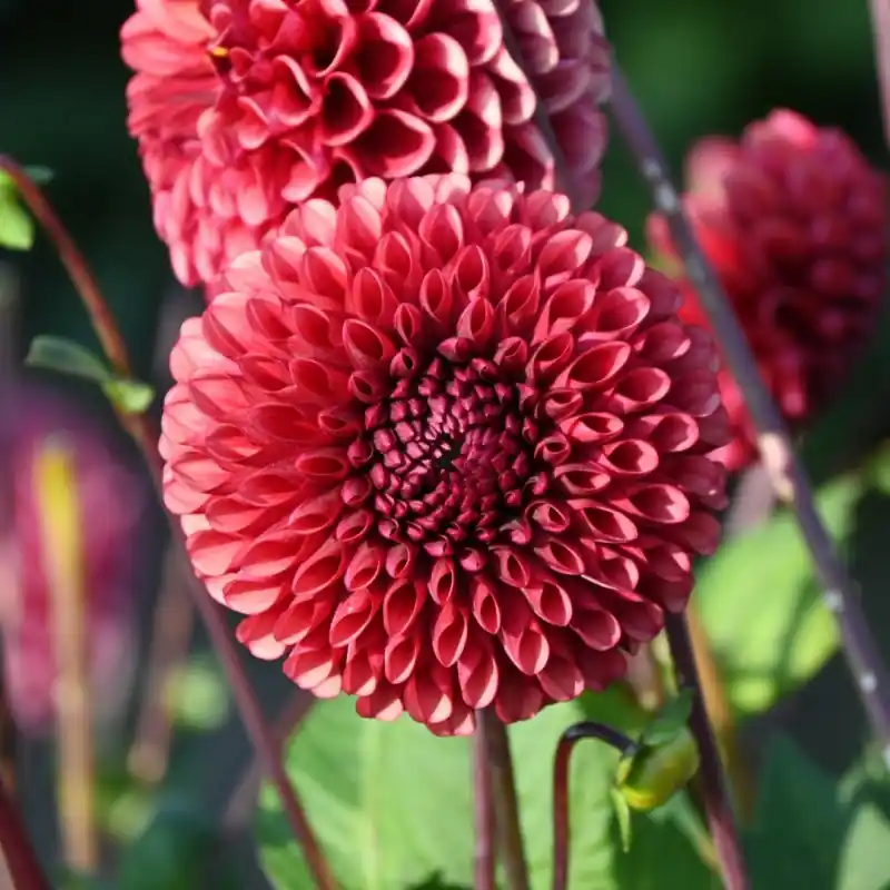 Nieuwe release | Dahlia ‘Copperboy‘
