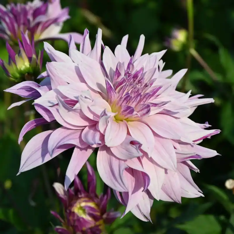 Dahlia ‘Labyrinth Twotone‘ - Spoedlevering