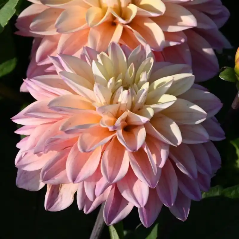 Online kopen | Dahlia ‘Mondriaan‘