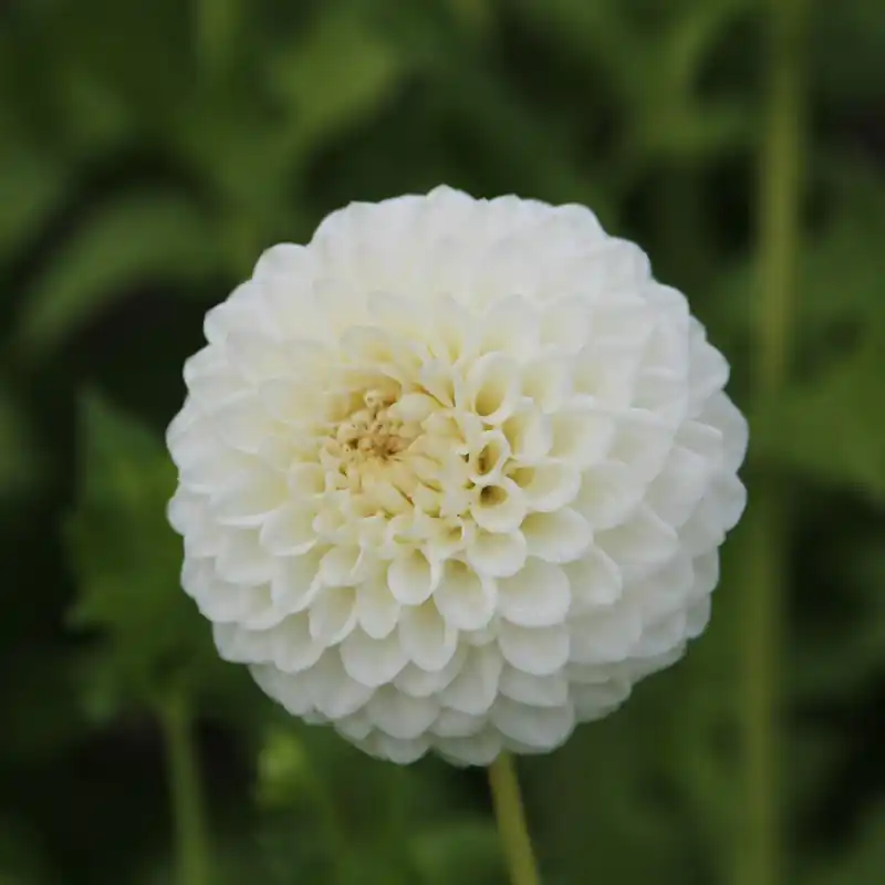 Dahlia ‘Ryecroft Jan‘ - Veel gevraagd