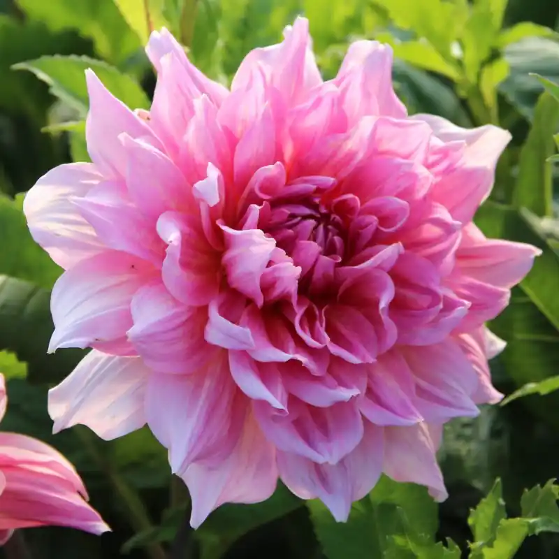 Populair | Dahlia ‘Otto‘s Thrill‘