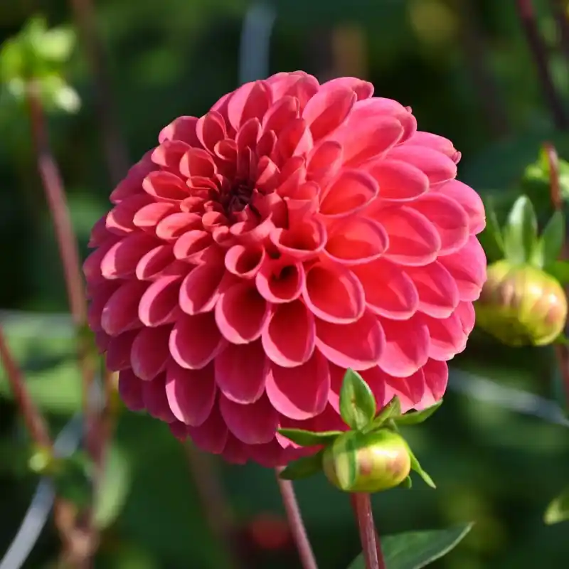 Makkelijk bestellen - Dahlia ‘Zundert Mystery Fox ®‘