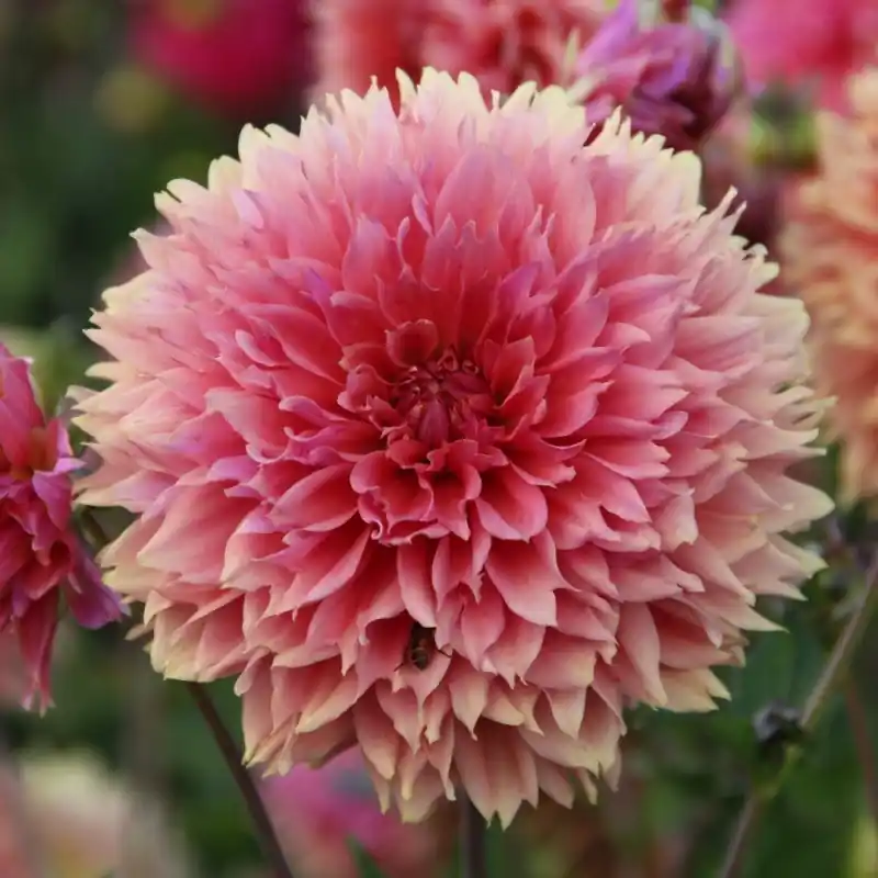 Topdeal - Dahlia ‘Orange Fubuki‘