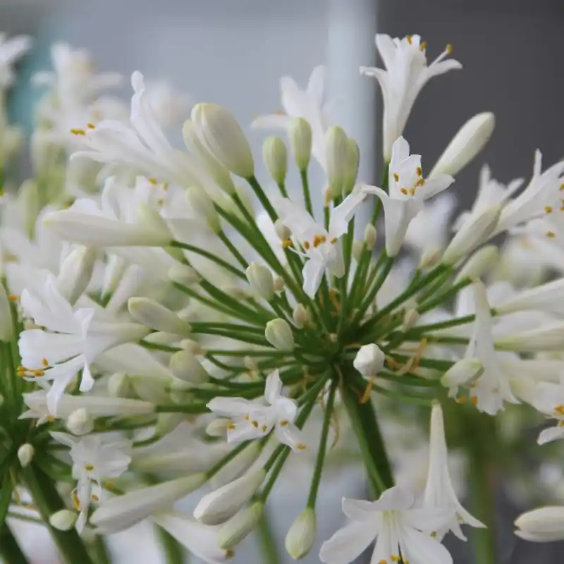 Agapanthus ‘Polar Ice‘ | Goed beoordeeld