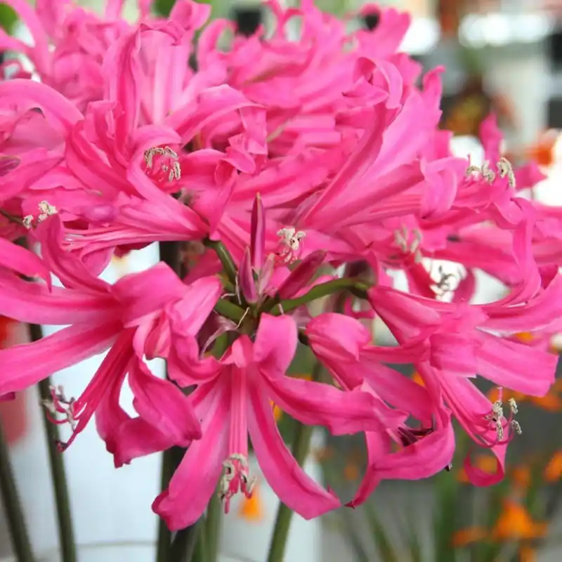 Outlet - Amarine Belladiva ‘Anastasia‘