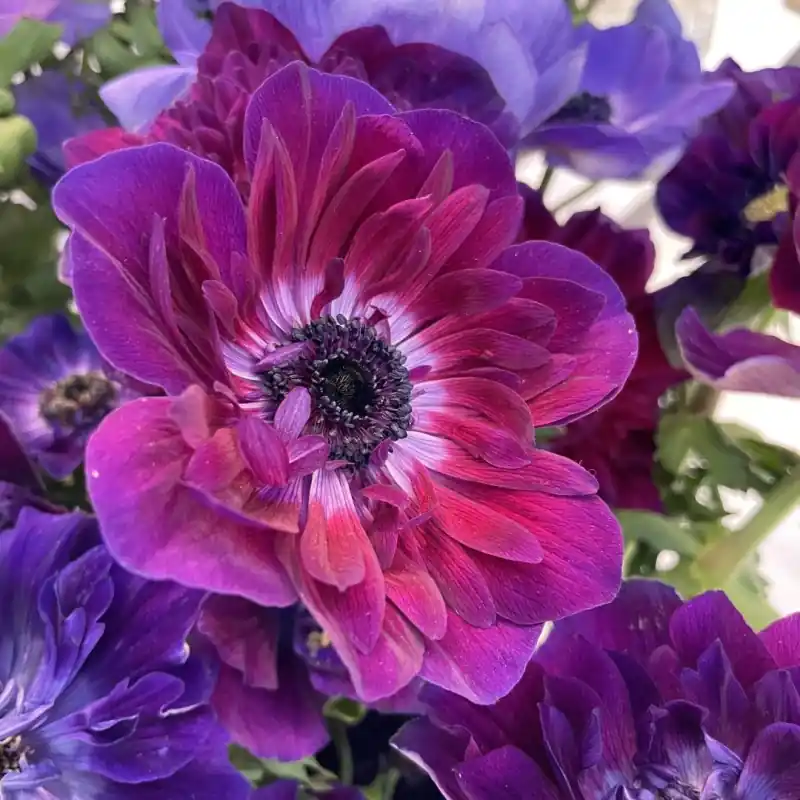 Anemone coronaria MISTRAL® ‘Bordeaux‘ | Laatste stuks