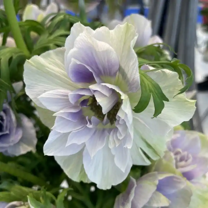 Online kopen | Anemone coronaria MISTRAL® ‘Pale‘