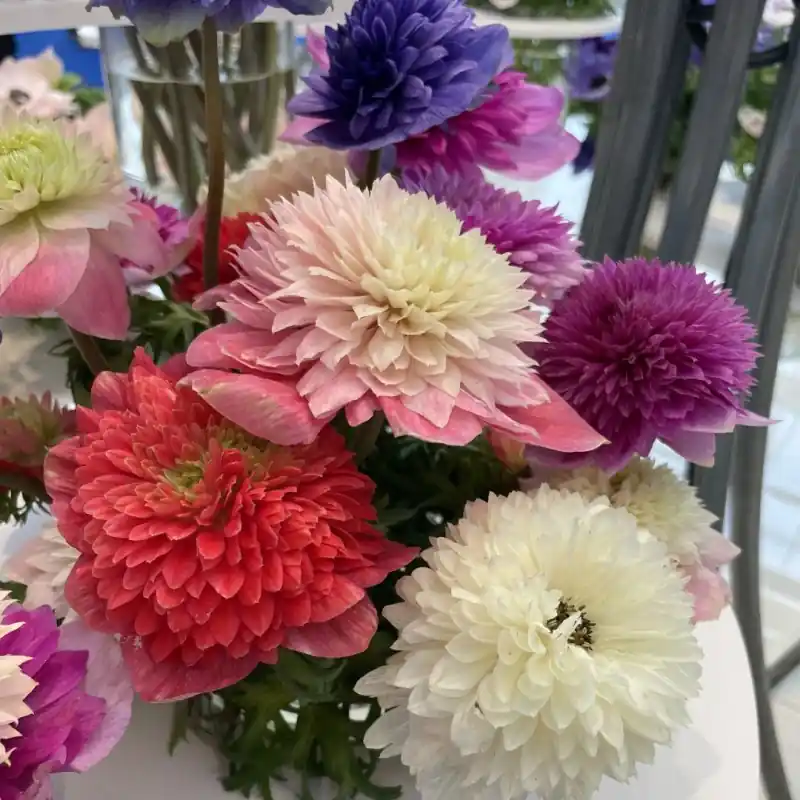 Anemone coronaria LEVANTE®-mix- | Verlaagde prijs
