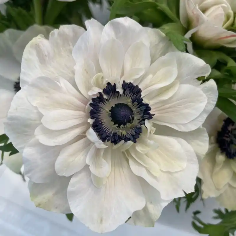 Anemone coronaria MISTRAL PLUS® ‘Panda‘ - Populair