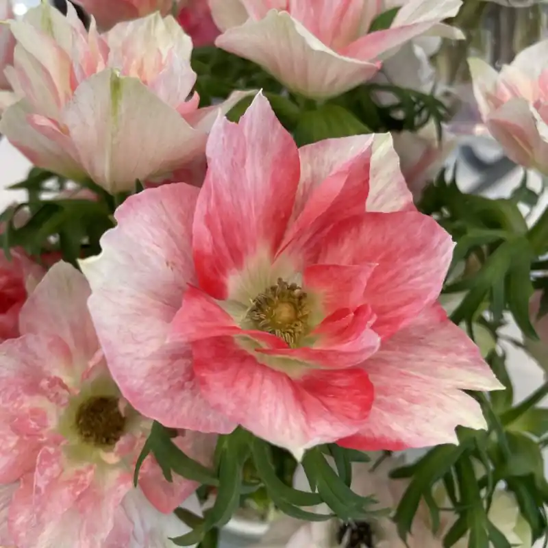 Lage prijs - Anemone coronaria MISTRAL® ‘Rosa Chiaro‘