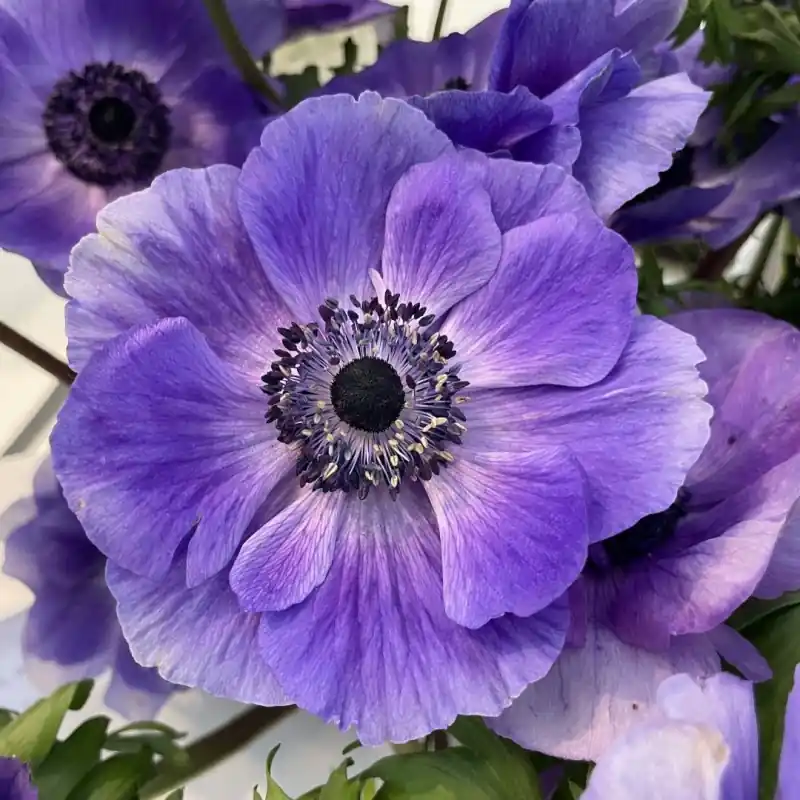 Anemone coronaria MISTRAL PLUS® ‘Blu‘ - Nieuw binnen