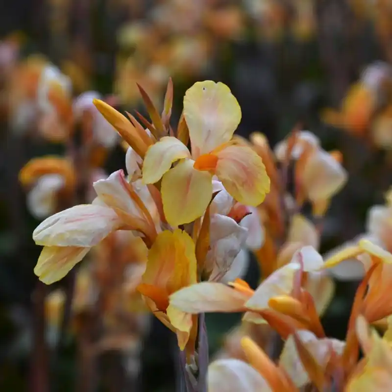 Prijsverlaging - Canna ‘Madame Angele Martin‘