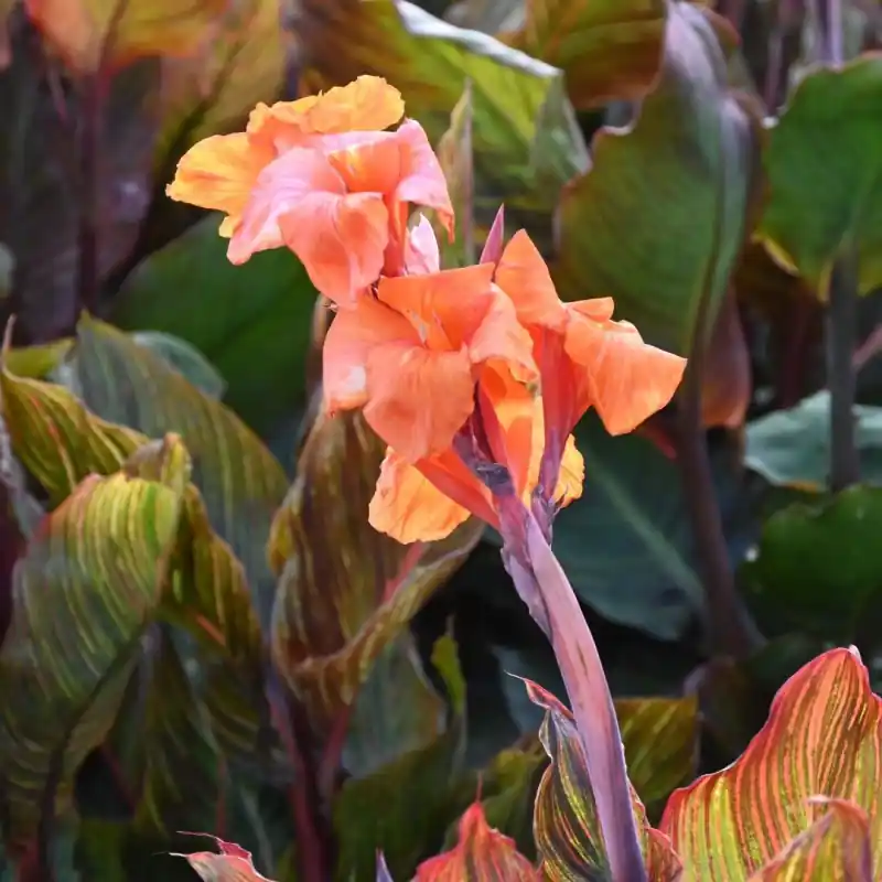 Canna ‘Durban‘ - Erg populair