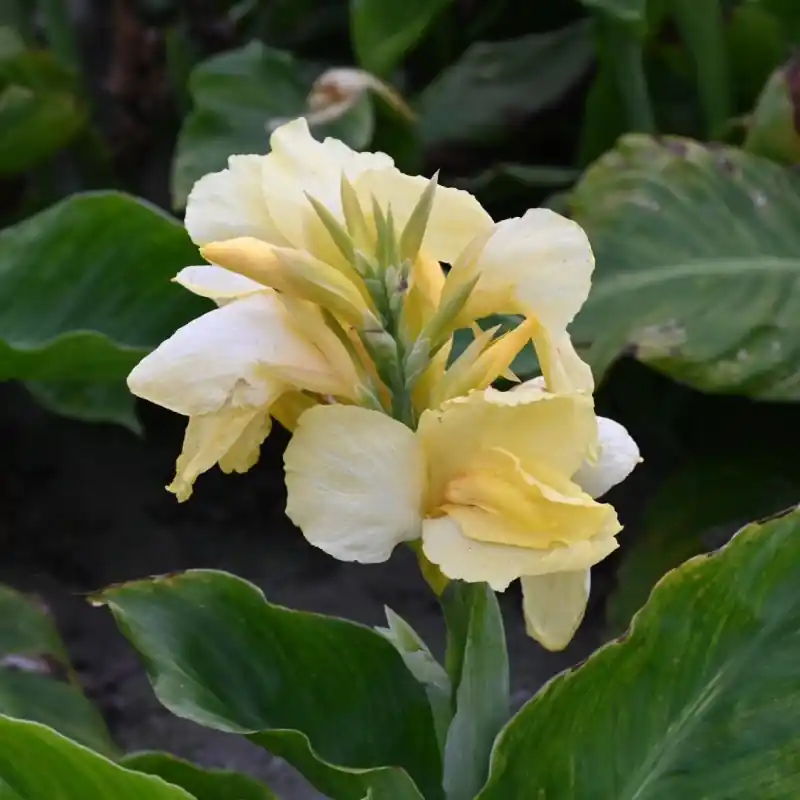 Canna ‘Vanilla Cream‘ - Zojuist toegevoegd