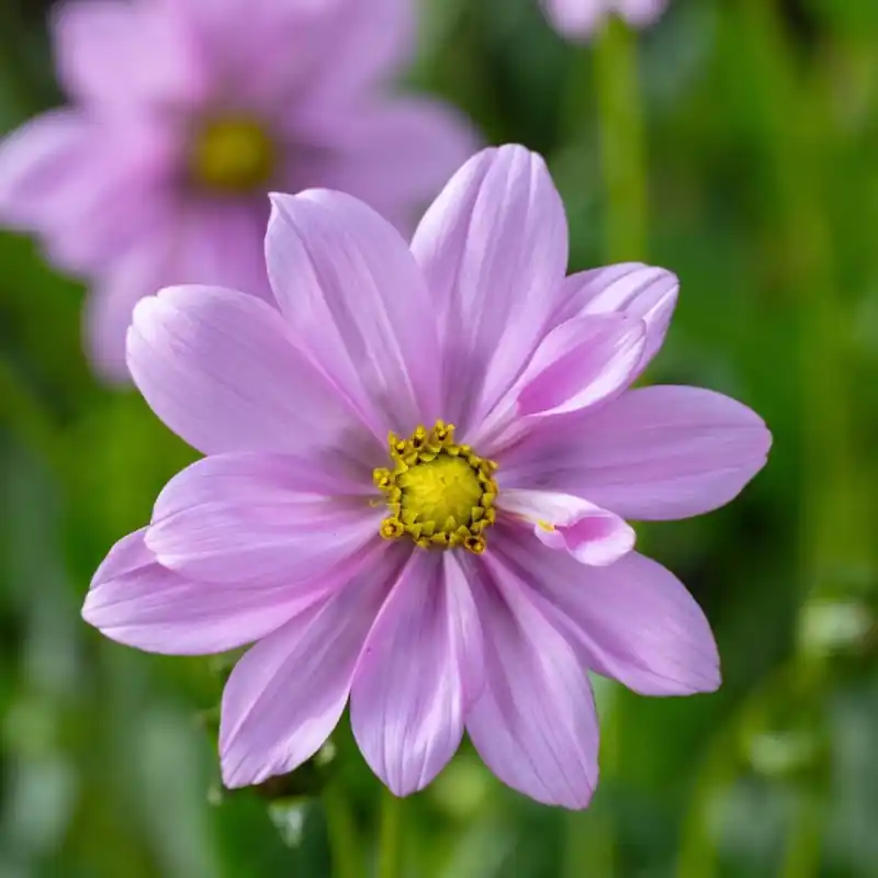 Cosmos peucedanifolius ‘Flamingo‘ - Direct leverbaar