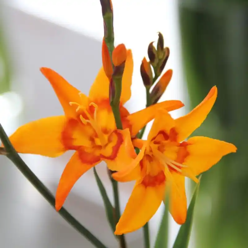 Crocosmia ‘Nimbus‘ | Tijdelijke actie