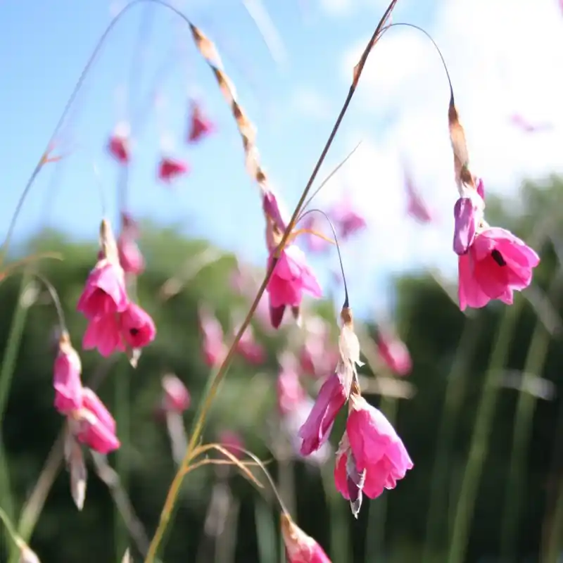 Trending | Dierama dracomontanum