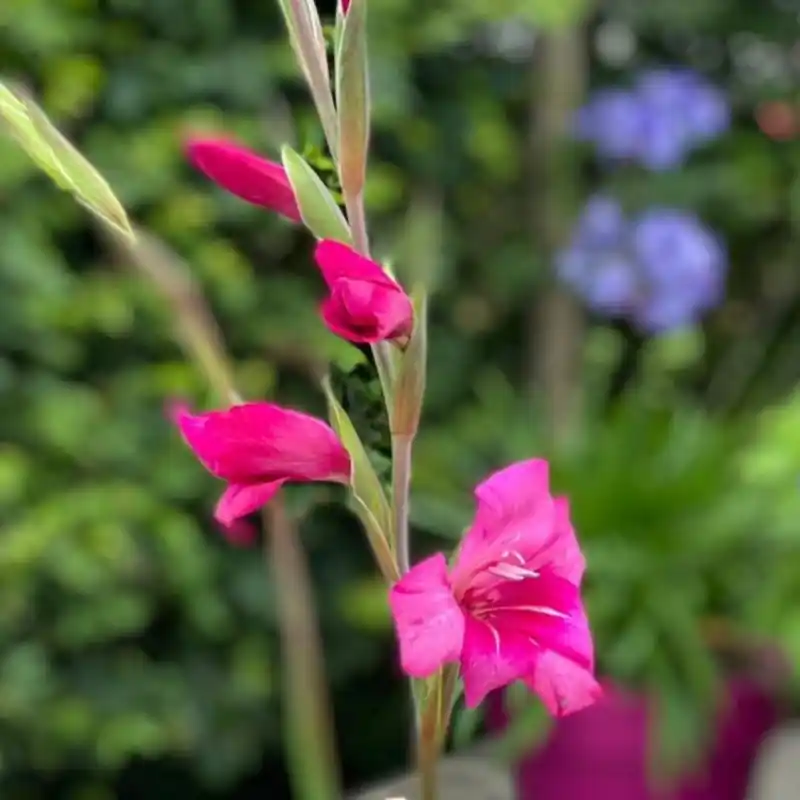 Gladiolus nanus ‘Summer Jewel‘ | Wees er snel bij