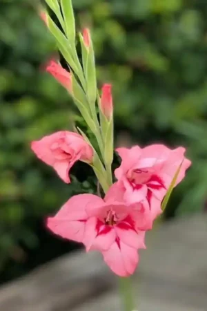 Aanbieding loopt bijna af - Gladiolus nanus ‘Summer Love‘