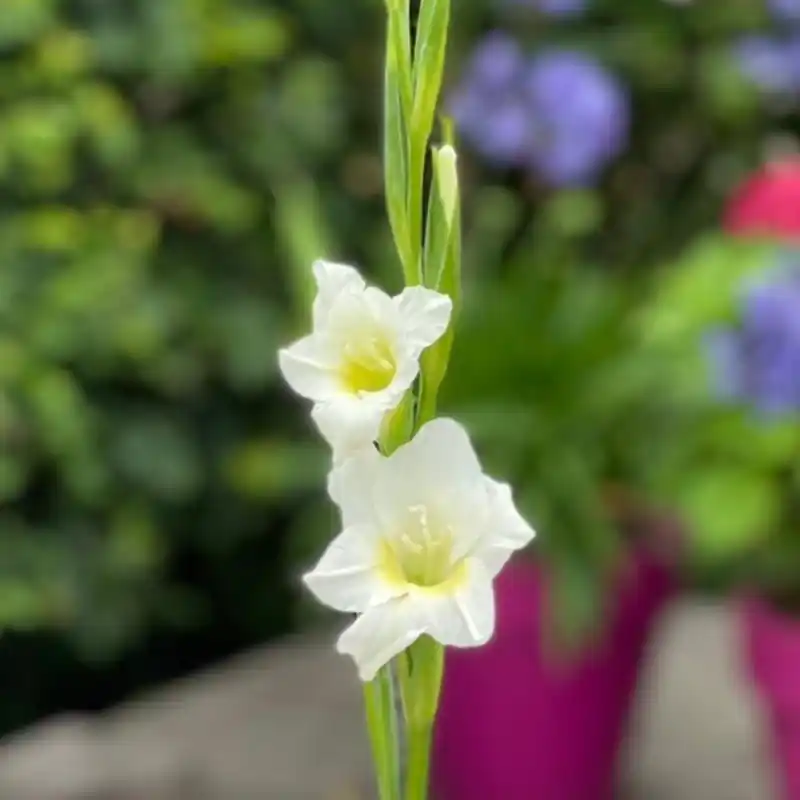 Gladiolus nanus ‘Summer Bride‘ | Direct beschikbaar
