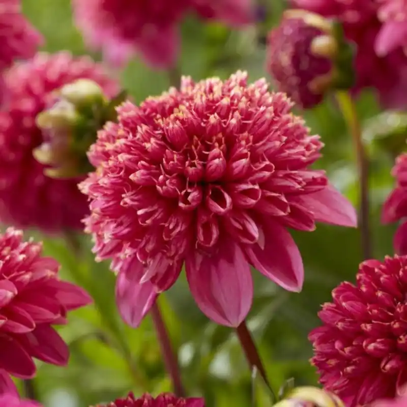 Dahlia ‘Alyshia‘ - Premiumkwaliteit