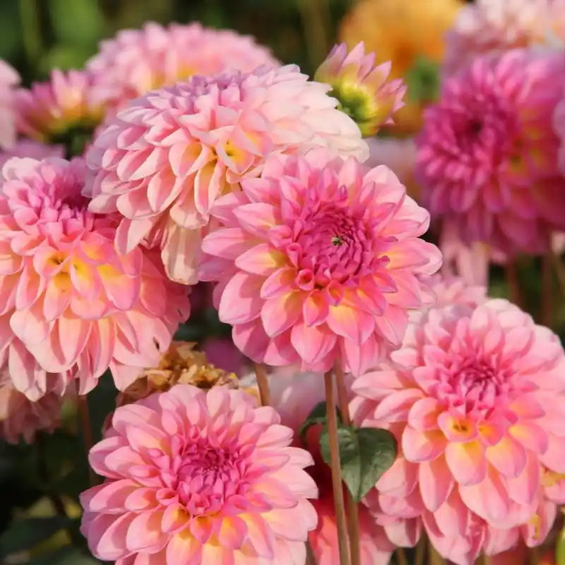 Dahlia ‘Esli‘ | Nieuw binnen