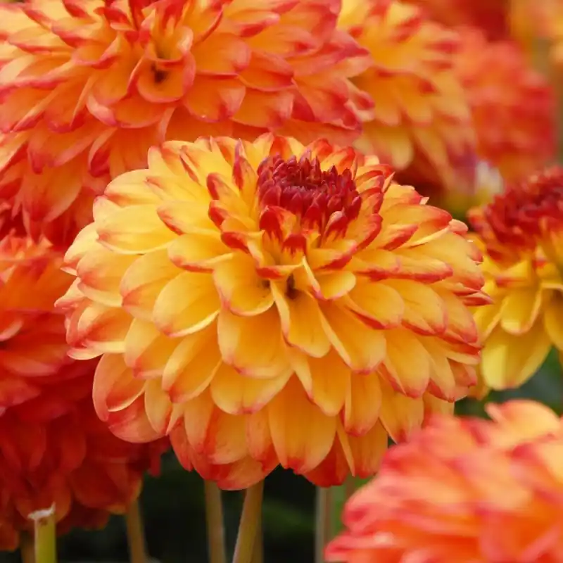 Direct bestellen - Dahlia ‘Icoon‘
