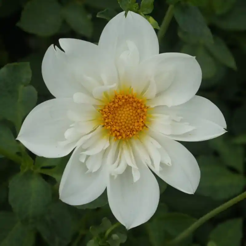 Dahlia ‘Impression Flamenco‘ | Bestseller