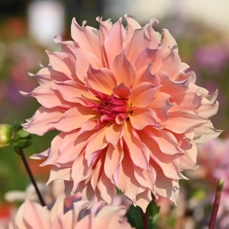 Dahlia ‘Labyrinth‘ | Voordeelprijs
