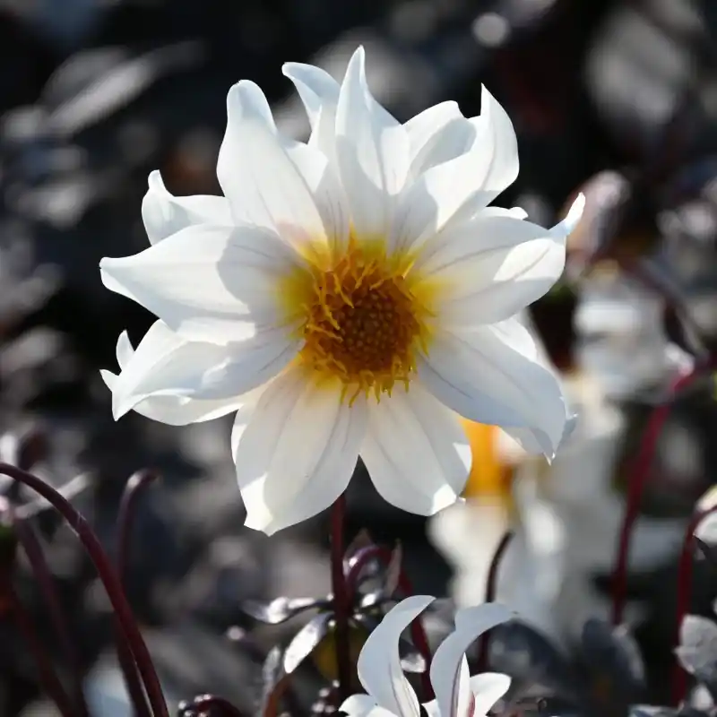 Dahlia ‘Little Swan‘ -BIO- - Speciale aanbieding