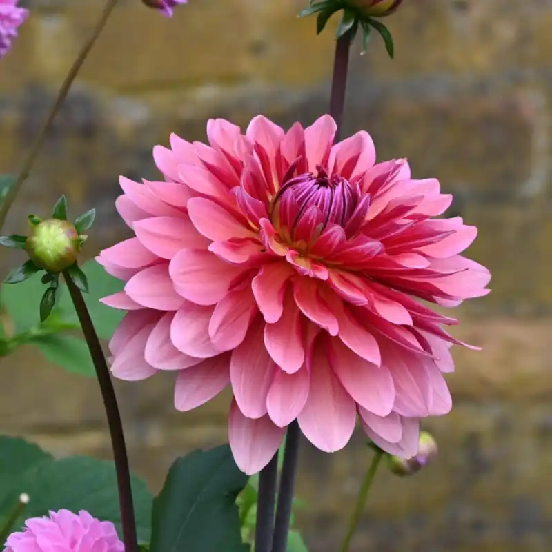 Scherpe prijs | Dahlia ‘Missis Dutch‘