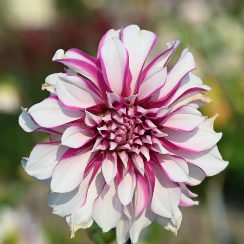 Opruiming - Dahlia ‘Radegast‘