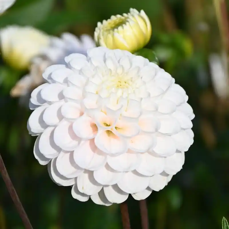 Dahlia ‘Wizard of Lightening‘ - Nu beschikbaar