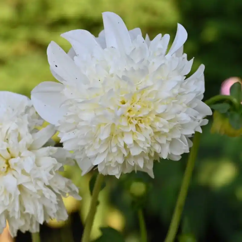 Spoedlevering - Dahlia ‘Zahra‘
