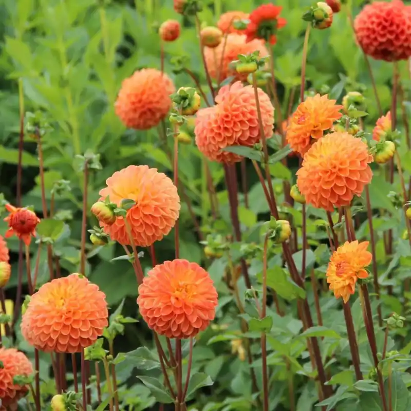 Bespaar meer - Dahlia ‘Souvenir d‘ Été‘