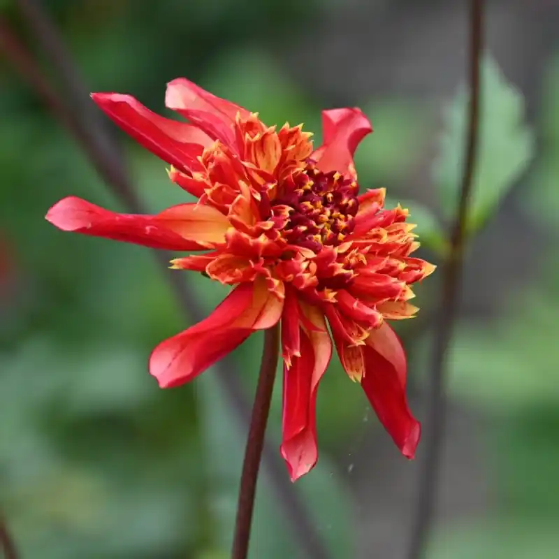 Dahlia ‘Octopus Sparkle‘ | Fabrieksprijs