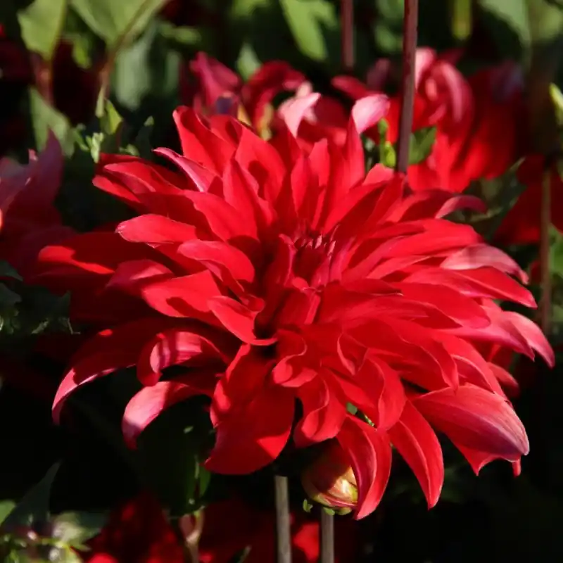 Net toegevoegd - Dahlia ‘Red Labyrinth‘