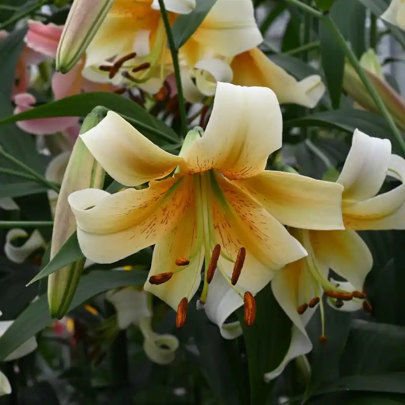 Lilium ‘Mister Cas‘ - Deal