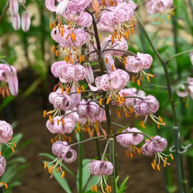 Lilium martagon ‘Purple Morning‘ - Nieuw in de shop