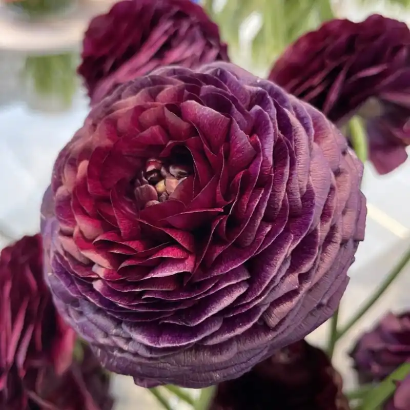 Shop nu | Ranunculus ELEGANCE® ‘Viola‘