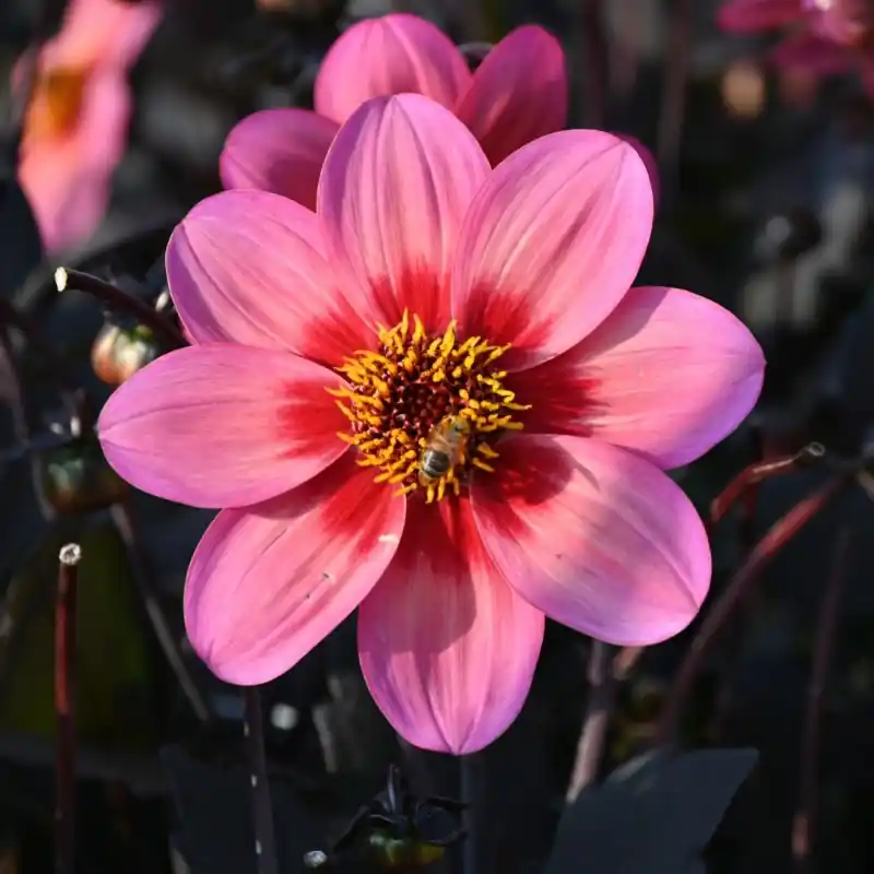 Dahlia ‘Dahlegria Tricolore‘ ® - Veel gevraagd